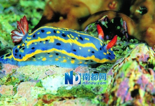 滚动新闻 > 正文 原标题:海底森林 梅沙海洋生态环保服务中心