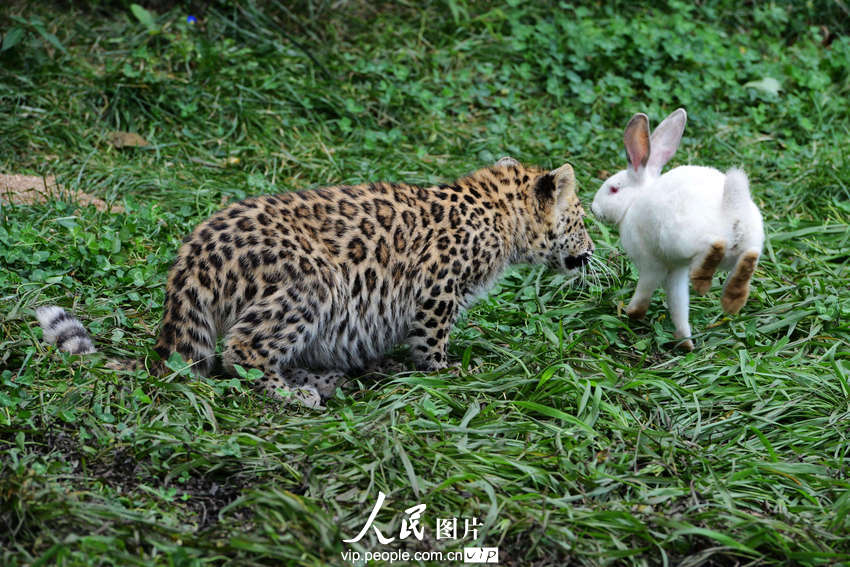 2013年9月10日，山东青岛森林野生动物世界小白兔跳起避开幼豹的追逐。俞方平/图片来源：人民图片版权作品、请勿转载