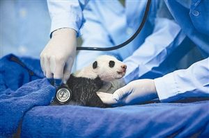 首只广东籍熊猫宝宝 满月接受<em>体检性别</em>未明_