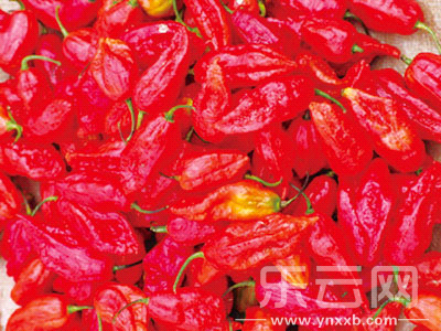 德宏10大美食挡不住的风情