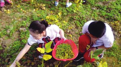 学生汗滴禾下土 更懂粒粒皆辛苦