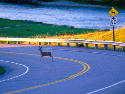 美德州地广人稀动物多 华裔公路撞野鹿受惊吓