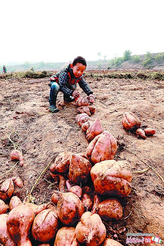 爱心农场收红薯