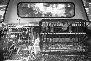 央视《焦点访谈》节目曝光广州越和花鸟虫鱼艺