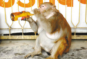 印度新德里欲给猴子吃避孕药 副市长曾被推下