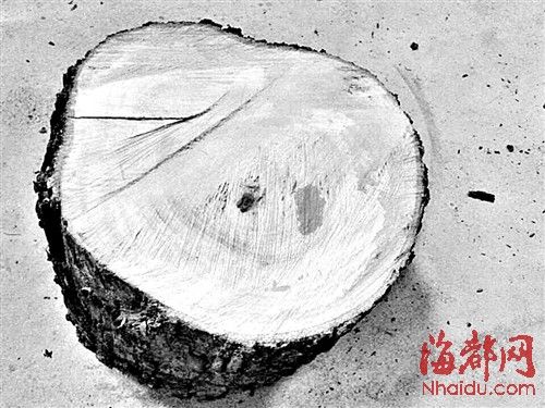 不是海南黄花梨或真是野梨树