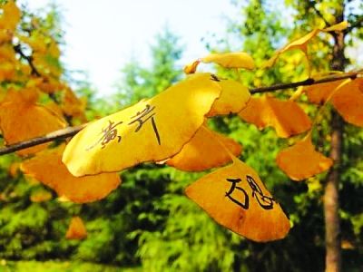 游客在银杏树叶上留名. 网友高先生 摄图片