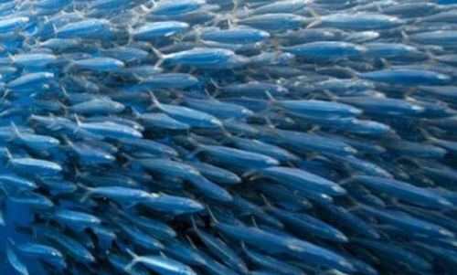 西亚上千沙丁鱼冲上岸 村民感不祥担心海啸|海