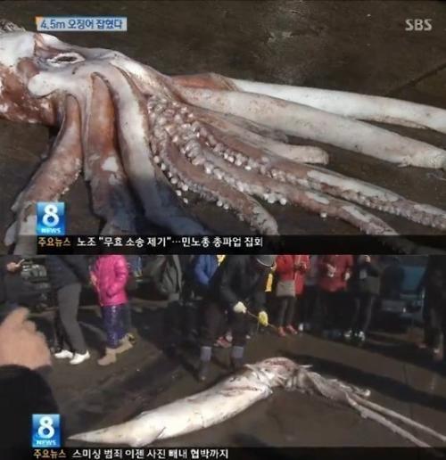 4.5米长"巨型鱿鱼"惊现韩国釜山 眼睛大如人头吓坏市民