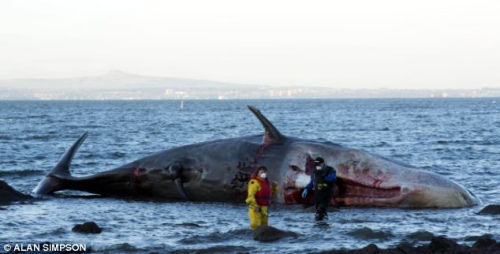 该头鲸鱼可能遭到船体或者螺旋桨的撞击死亡,当它搁浅时身体仍然流血