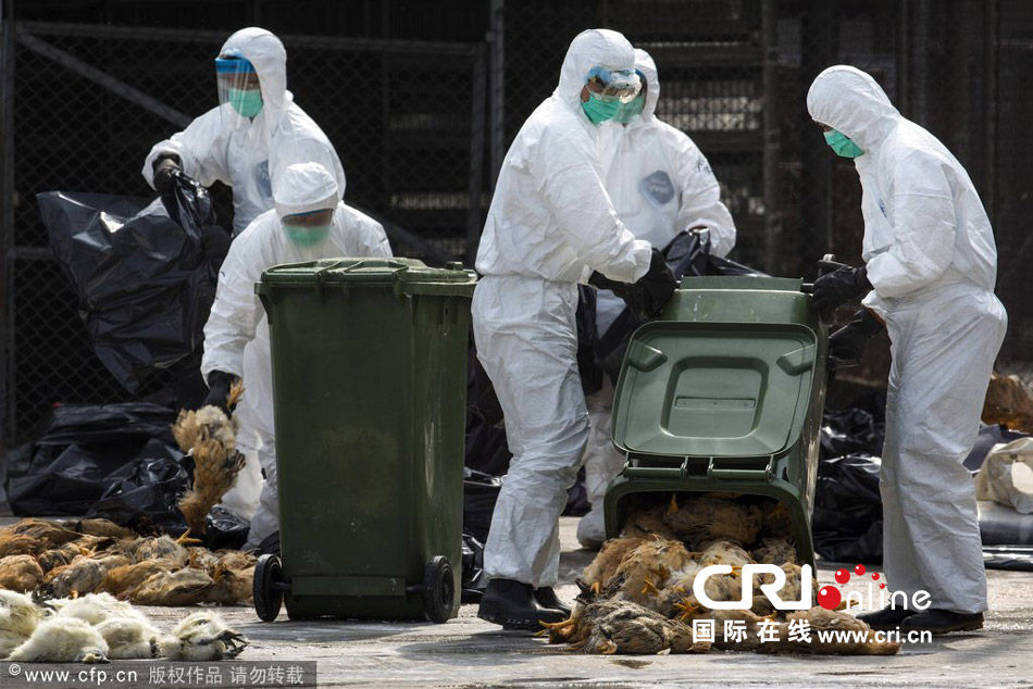 香港确认H7N9禽流感流入 扑杀2万只家禽(组图