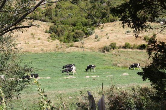 新西兰北岛局部干旱影响乳业生产|天气预报|旱