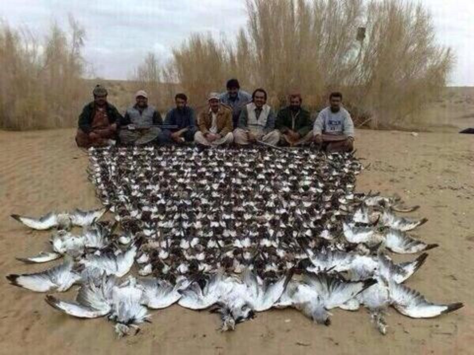 巴基斯坦官员称沙特王子猎杀濒危鸟类(图)|巴基斯坦|墨西哥_凤凰资讯