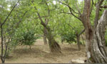 位于佳县朱家坬乡泥河沟村村庄中央,生长着一片1300多年树龄的枣树，被称之为“中国枣树王”、“枣树活化石”。这些千年枣树形成了泥河沟(村)独有的风景。