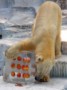 日本30多度高温天气 北极熊舔冰柱解暑动作灵