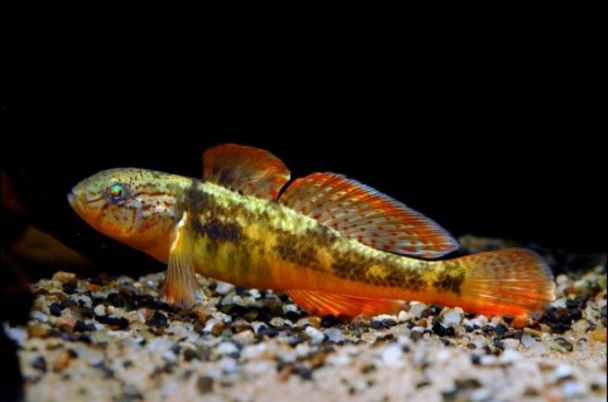 会计师的原生鱼拍摄计划_科技频道_凤凰网