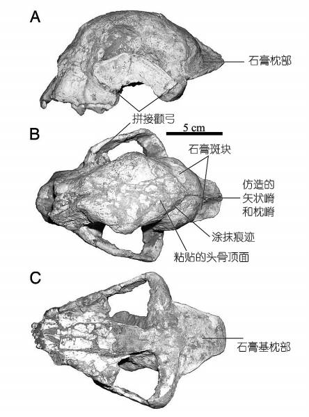 所谓"最古老猎豹"的"头骨化石"许多部位都存在拼凑问题.邓涛供图