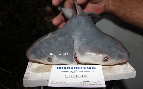 罕见双头公牛鲨被证实为单一个体 非连体双胞胎
