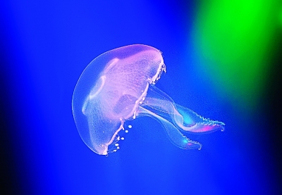 水母世界视频讲解 b1af26b9cf393f23a912bd8c0b06cf0f.jpg