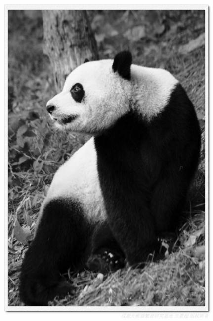 出生时最轻熊猫 重磅登陆日本影坛