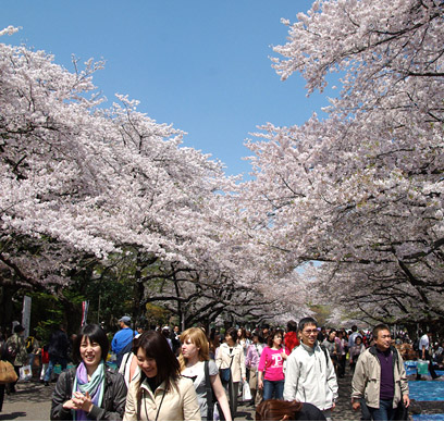 櫻花飛舞的浪漫東京賞櫻最佳地推薦