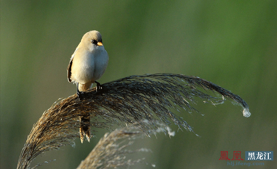 流莺百啭度高枝