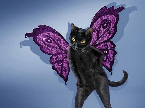 看到这个画面你一定会想到维多利亚的秘密超模,身挎蝴蝶翅膀的喵星人