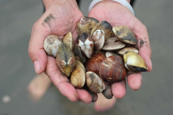 踩出来的文蛤花5元钱/斤就可以带走,回家烧一锅文蛤汤肯定鲜美无比.