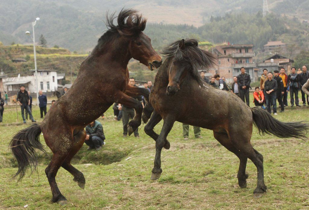 广西融水举行斗马比赛 两马站立厮打(组图)
