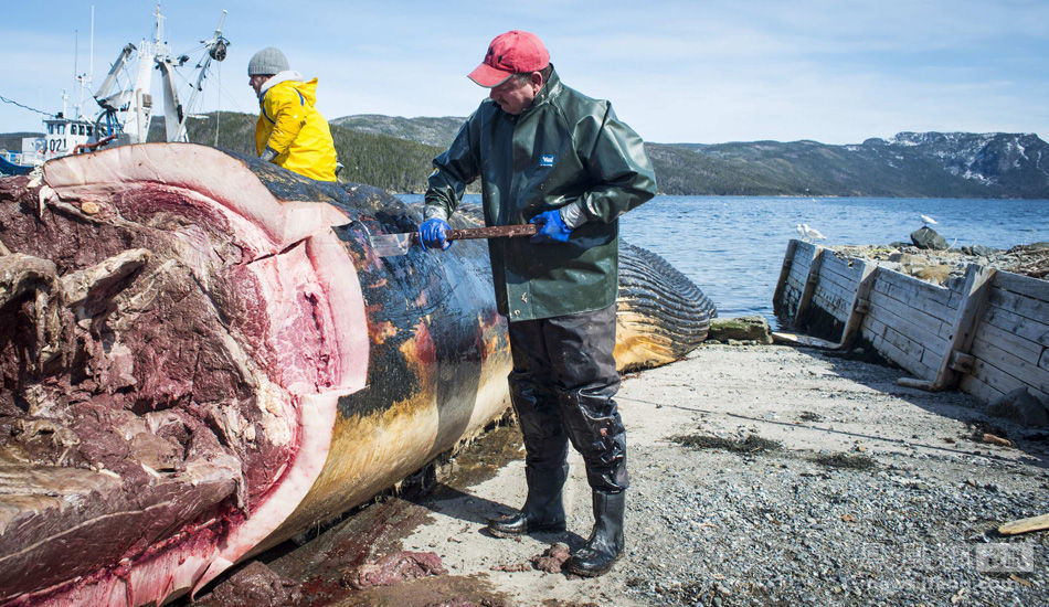 解剖6老是0吨重的蓝鲸