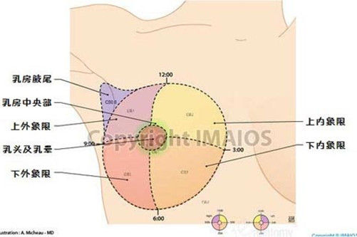 乳腺分区图解A区B区图片
