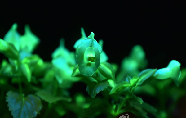 日本展出发光蝴蝶草和发光丝绸