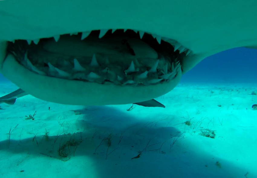 摄影师惊险抓拍双髻鲨骇人利齿