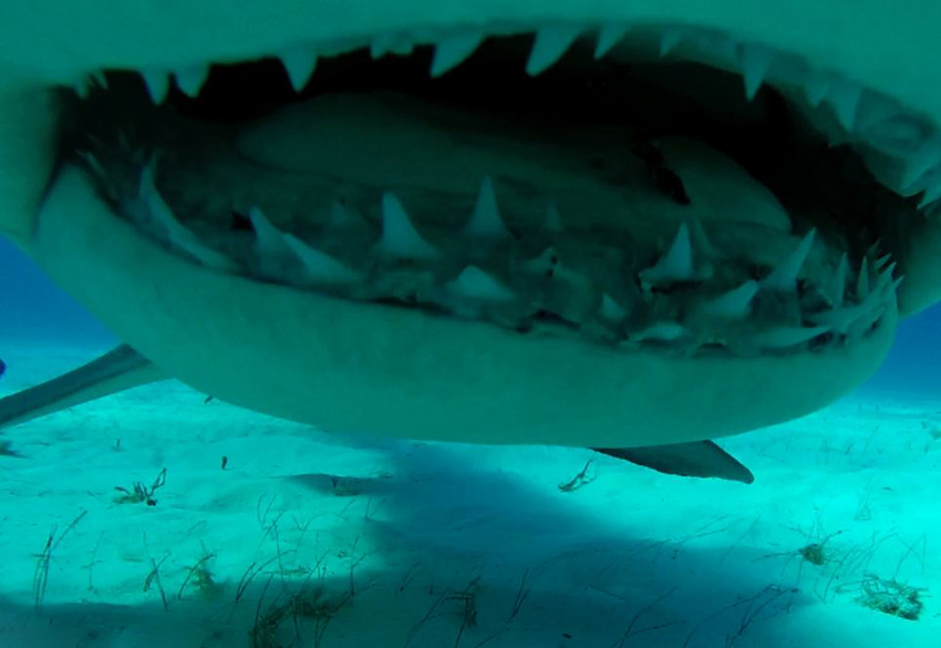 摄影师惊险抓拍双髻鲨骇人利齿