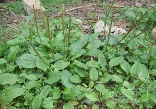 野菜的吃法与功效