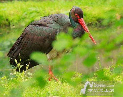 泰安野生动植物近1500种 包含一类保护动物黑鹳