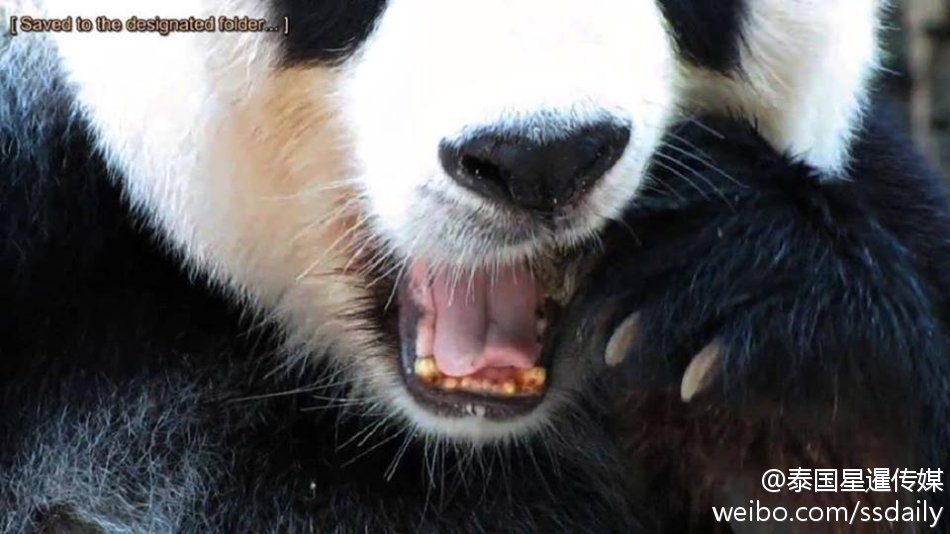 泰国清迈大熊猫"烂牙" 中国网友质疑或遭虐待