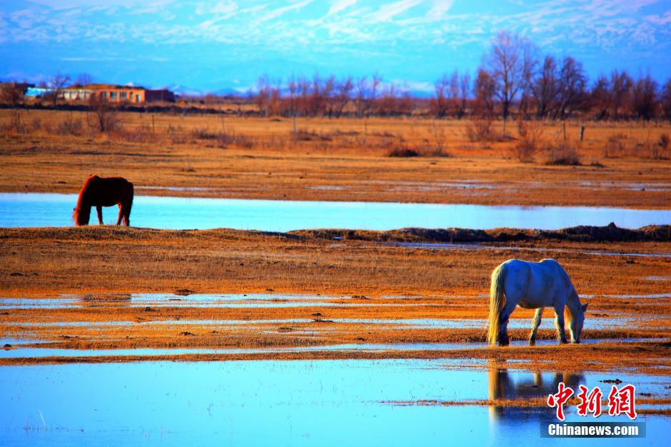 新疆哈巴河县湿地美景骏马趟水觅食