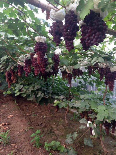 张家窝九百禾葡萄园开园