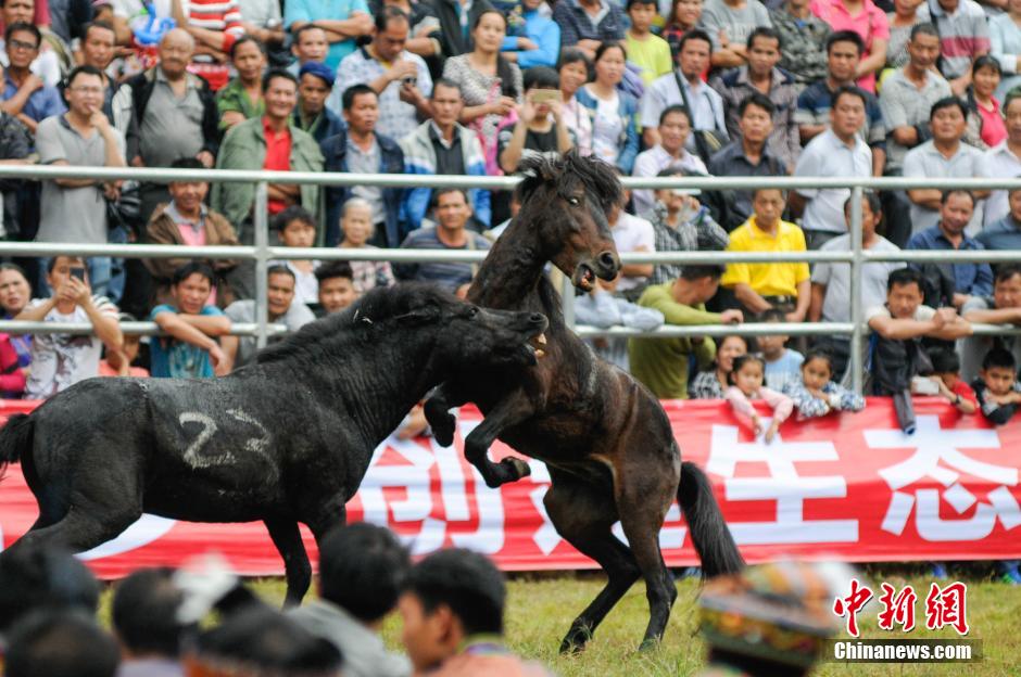 广西融水芦笙斗马节 雄马为雌马疯狂