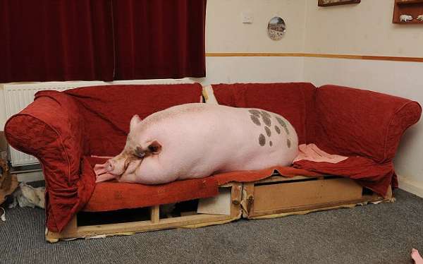 英夫妇将迷你猪养成大肥猪重300多斤(图)