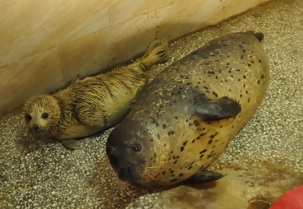 妇女节前夕,武汉海昌海洋世界的斑海豹升级当"妈