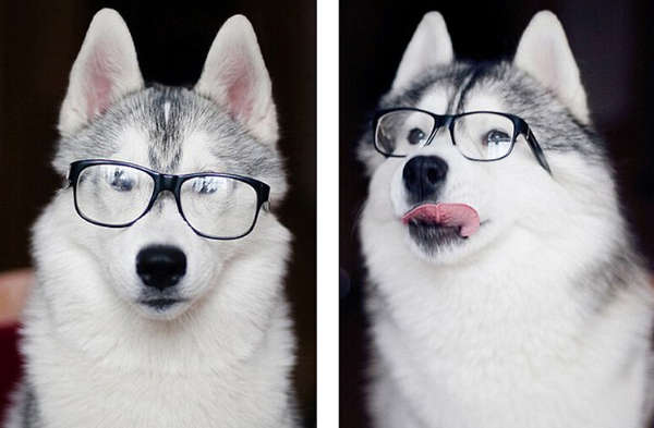 戴上眼镜的哈士奇看上去