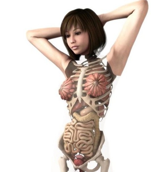 超唯美的日本美女人体解剖组图