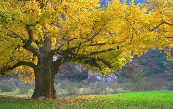 在这当中,合肥年龄最大的古银杏树位于巢湖市苏湾镇东黄村广佛寺