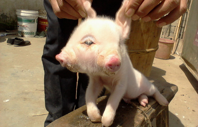 > 美分,五毛,撸兄,日托,神粉,所有卡友 新年快乐,家人健康!