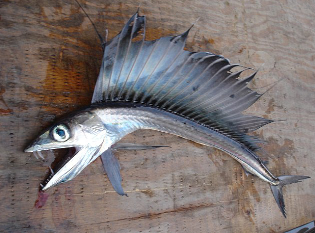 美国海滩现深海怪鱼:嘴长獠牙 有食人倾向