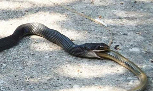 动物世界蛇吃蛇大战图片