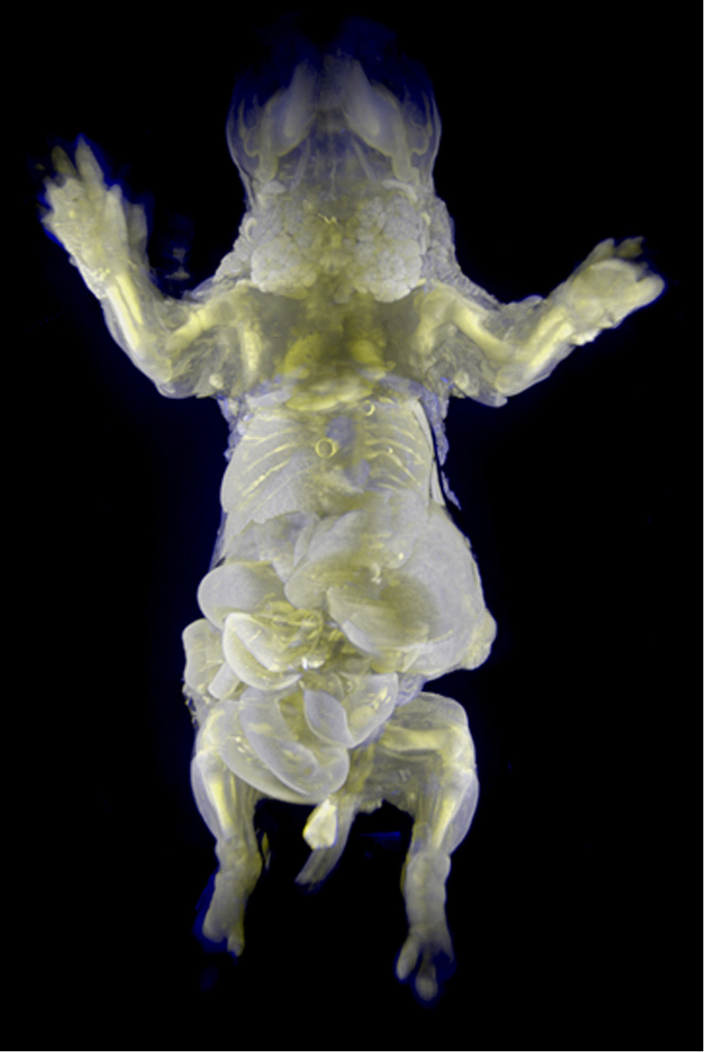 日本研发透明老鼠 未来或可应用于癌症研究