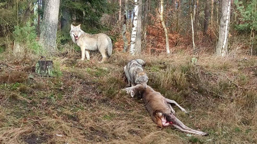 德国青年意外拍到野狼分工猎食